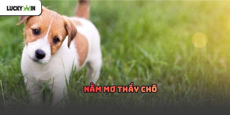 Nằm Mơ Thấy Chó Luckywin – Giải mã giấc mơ thấy chó