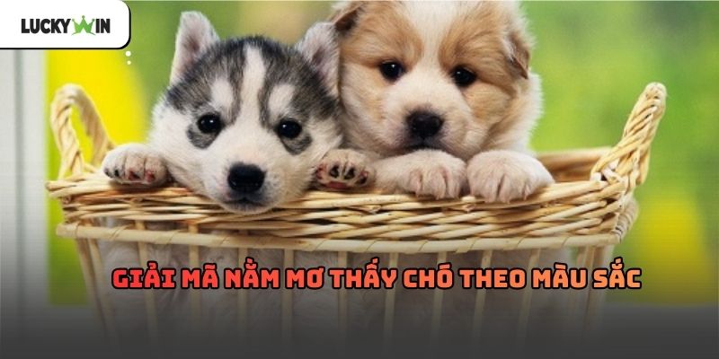 Nằm Mơ Thấy Chó Luckywin – Giải mã giấc mơ thấy chó