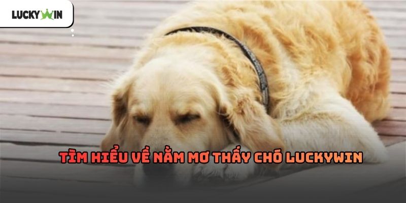 Nằm Mơ Thấy Chó Luckywin – Giải mã giấc mơ thấy chó